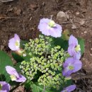 코튼캔디 이미지