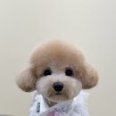 그루밍 애견미용 이미지