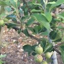 관리농장 이미지