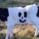 문양농장 이미지