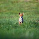 여우와 포도 이미지