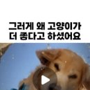 멍글(mongle) 이미지