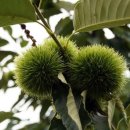 알밤농장 이미지