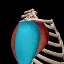 용인대삼성태권도 이미지