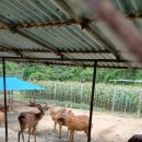 한계사슴농원 이미지