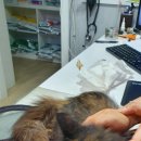 옥천원마트 노트펫