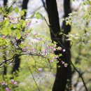 산유화 이미지