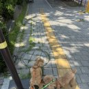 하남펫택시 이미지