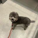 샤샤살롱 지제동삭점 이미지