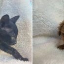 빅토리아펫 강아지고양이 잠실점 이미지