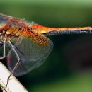 잠자리(Dragonfly)