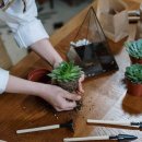 테라리움 이미지