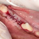 디지레이 이미지