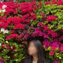동양어린이집 | 파주 가볼만한곳 벽초지수목원 봄꽃축제 튤립 후기
