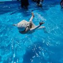 세븐일레븐 울산진하비치점 | 부산 인근 37개월 아기 8살 조카랑 진하해수욕장 무료 물놀이터 에어바운스 주차장 샤워장 탈의실