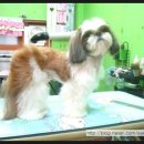 도토리 펫살롱 이미지