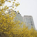 ◆탄천 개나리꽃&◆창경궁 미선나무 이미지