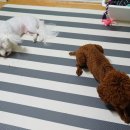 두부네수제간식 이미지