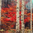 자작나무 이미지