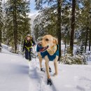 하방소 포레스트 | 🐾 반려견과 함께 떠나기 좋은 캠핑장 BEST 3 추천