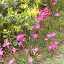 펜션 숲 이미지