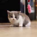 도그마루 강아지 고양이 양산화명점 이미지