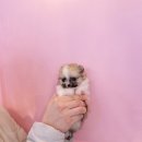 내품안의반려견 은평점 이미지