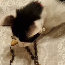 장미이용원 이미지