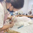 고양이 미용 미오 이미지