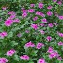 자연의소리 이미지