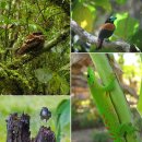 아프리카 마다가스카라 마소알라 국립공원 Masoala National Park, Madagascar 이미지