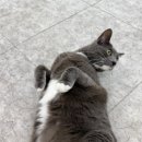 동물보육원 이미지