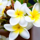 우쿨렐레 중급반 이미지