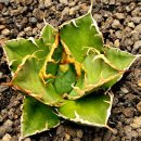 창전농장 이미지