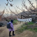 광양 매화꽃 구례 산수유 이미지