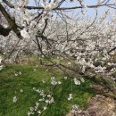 매화1길 이미지