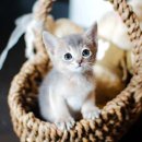 강남고양이분양 나비캣 이미지