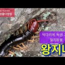 왕지네_턱다리에 독샘 가진 절지동물‪ 이미지