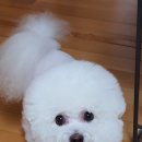 전설의 그루밍 이미지