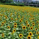 회야강변 이미지