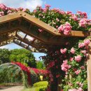 장자호수공원 장미터널 이미지