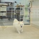 행복애견미용실 네이버블로그