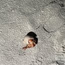 하늘누에 | 보라보라섬 신혼여행 르보라보라 오테마누 레스토랑 메뉴 후기