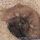 동물농장 차우차우 가족의 모래찜질 이미지