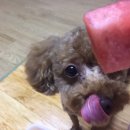 개똥이와냐옹이 이미지