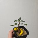 젝게코 앤 쥬 이미지