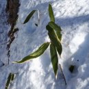 하늘을 품은 사슴 이미지