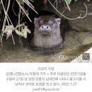 전염병 매개체 미국가재가 우리나라에선 ㅈ밥인 이유 이미지