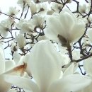 천안고등학교 이미지