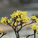 계척시목지 이미지